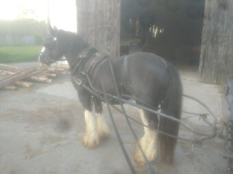 Pripúštanie Írsky Cob - 7