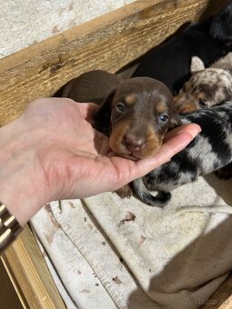 Jazvečík trpasličí - 7