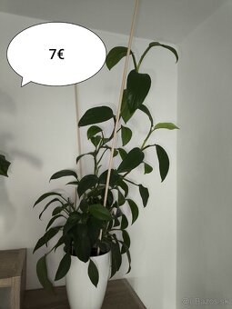 Izbové rastliny - 7