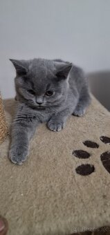 🐾 Na predaj tri rozkošné britské mačiatka – dievčatká 🐾 - 7