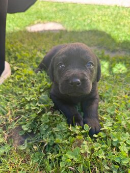 Labrador šteniatka - 7