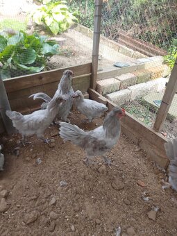Predám mladých kohútov araucana levanduľových - 7