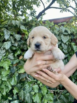 Zlatý retriever šteniatka - 7
