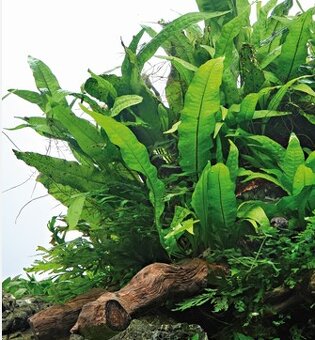 Mikra, roupice, rastlinky, medaka japonská - 7