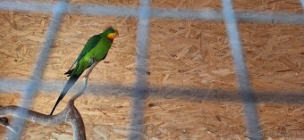 andulka, korela papagaj nadherny - 7