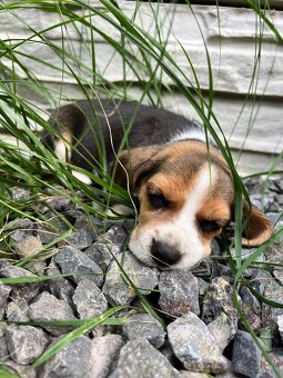 Beagle - 7