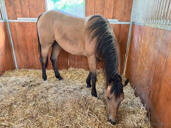Buckskin klisna American Quarter Horse, Euro Futurity - 7