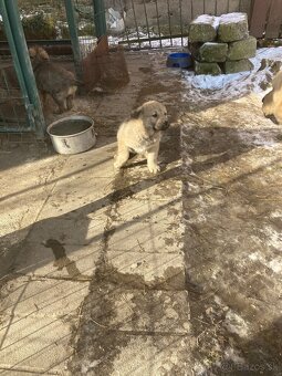 Predám šteniatka - 7