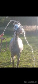 Pony kobylka - žrebná - 7