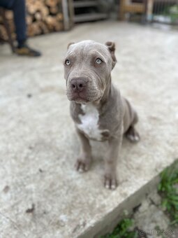 American bully XL - 7
