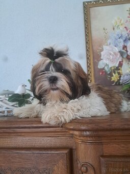 Shih-tzu s PP / shi tzu / shi-tzu - 7