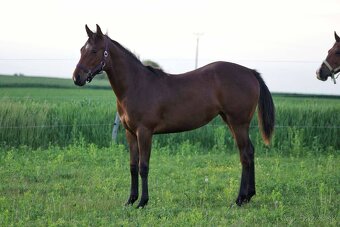 APH kobyla - 7