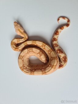 Veľhad Královský-Boa Constrictor tohto ročné - 7