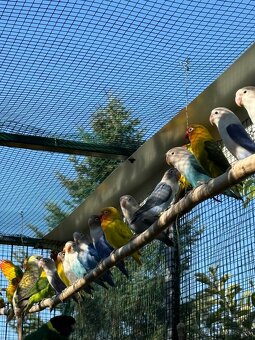 Agapornis fišer - 7