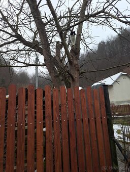 Drevený plot s bránou - 7