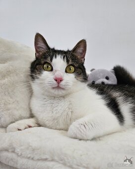 Mačička SAMANTA hľadá domov - 7