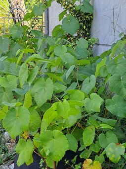 Sadenice viniča - 7