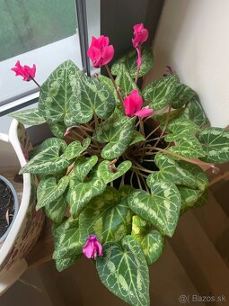 MONSTERA + INE KVETY IZBOVE - 7