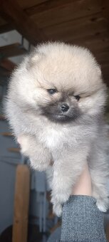Pomeranian - 7
