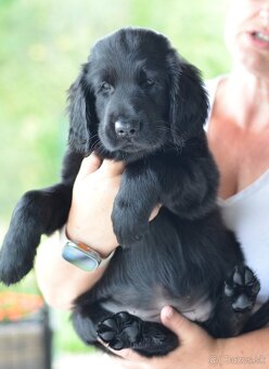 Flat Coated Retriever - štěniatka s PP - 7