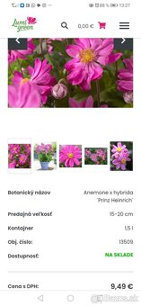 Jesenná veternica dlhokvitnúca, nenáročná - 7