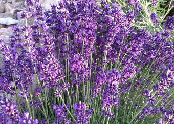 Levandula lekárska-ružová,fialová,biela - 7