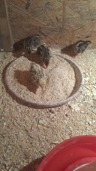 Kohuty Faraon Jumbo - 7