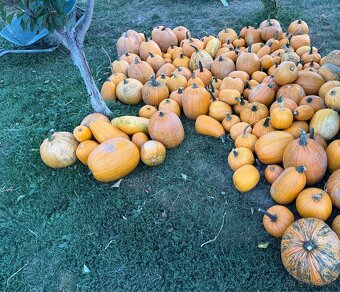 Bio tekvicové jadierka ručne vyberané - 7