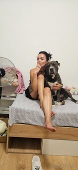 Krytie - Americky Stafordsirsky terier - 7