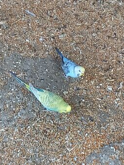 Andulka - Papagájec vlnkovaný - 7