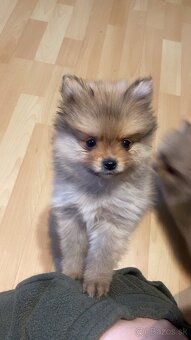 Pomeranian mini - 7