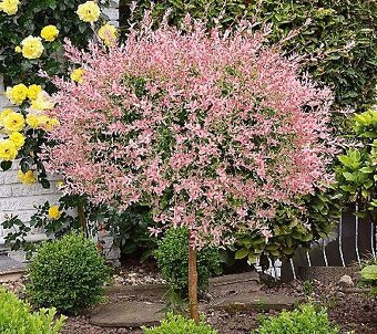 𝗧𝗢𝗣❗Japonska vrba,strom, ktory meni farbu,Salix Integra❗ - 7