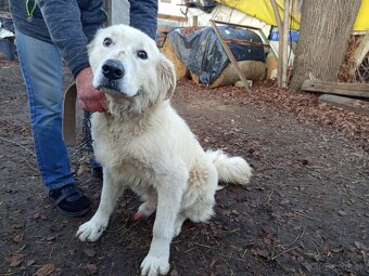 SLOVENSKÝ ČUVAČ - 7