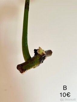 Philodendron Gloriosum odrezky - 7