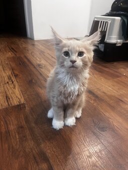 mačiatko s PP mainska myvalia/ maine coon - 7