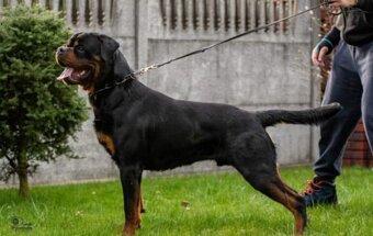 šteniatka rotvajlera - 7