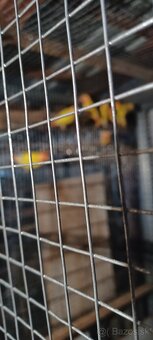 agapornis,korela,andulka - 7