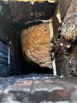 DERATIZÁCIA, DEZINFEKCIA, DEZINSEKCIA - 7