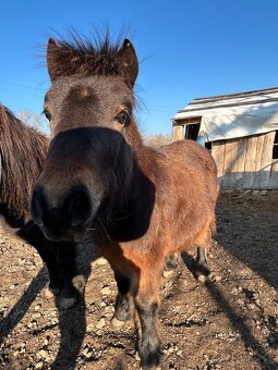 Predám poníka - 7
