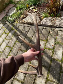 Jelenie zhody/parohy 55cm - 7