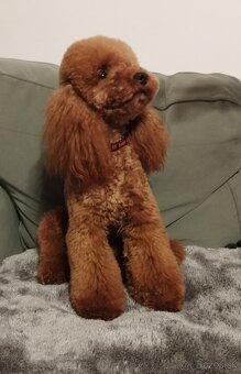 Cavapoo - 7