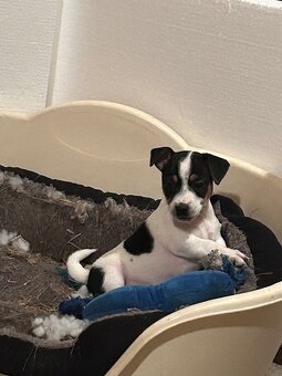 Jack Russel teriér - 7