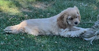Americky Kokerspaniel-fenka - 7
