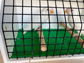 Agapornis fischeri - 7