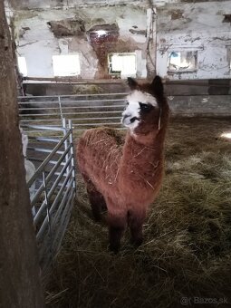 Alpaca purebreed females and males - 7