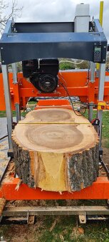 Kmenova pasova píla - 7