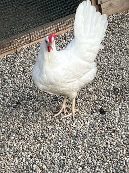 Leghorn-násadbové vajíčka - 7