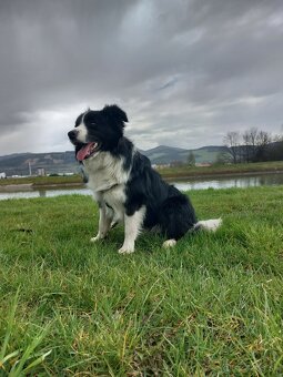 Border kólia - 7