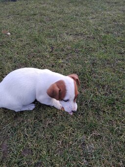 Predám šteňatá Jack Russel  Terier - 7