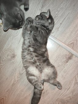 Kocúrik na krytie - 7